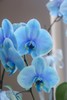 马卡龙染色蝴蝶兰（蓝色） 商品缩略图3