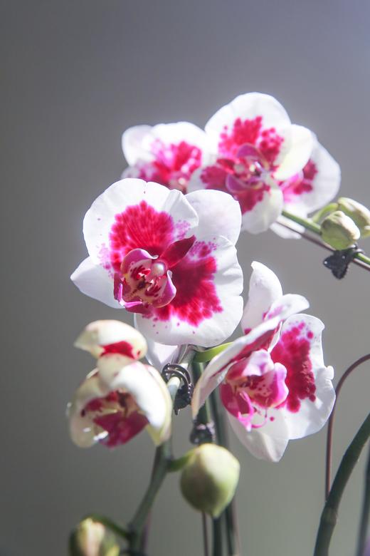 蝴蝶兰组盆盆景 商品图2