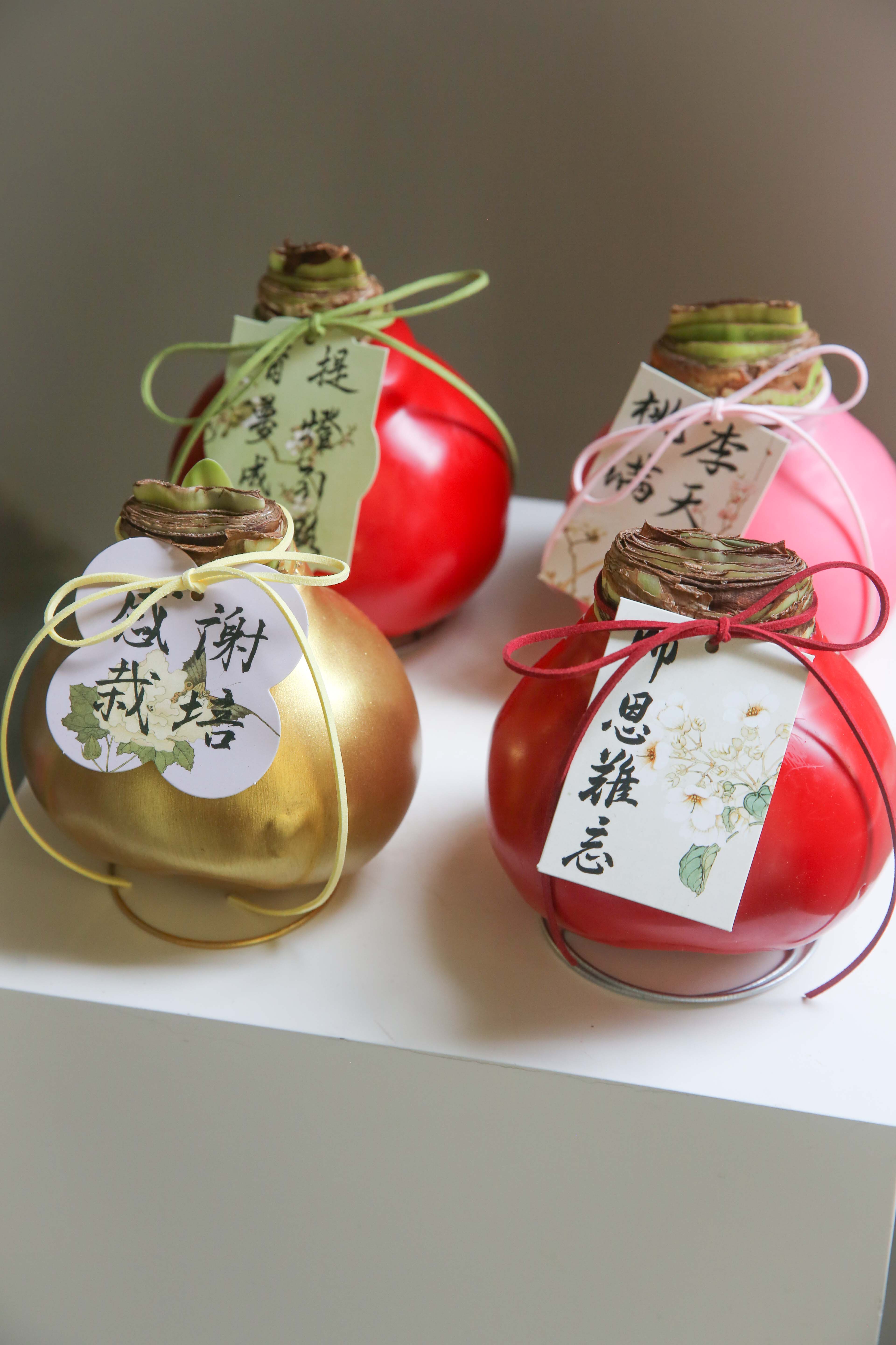 荷兰进口石蜡朱顶红