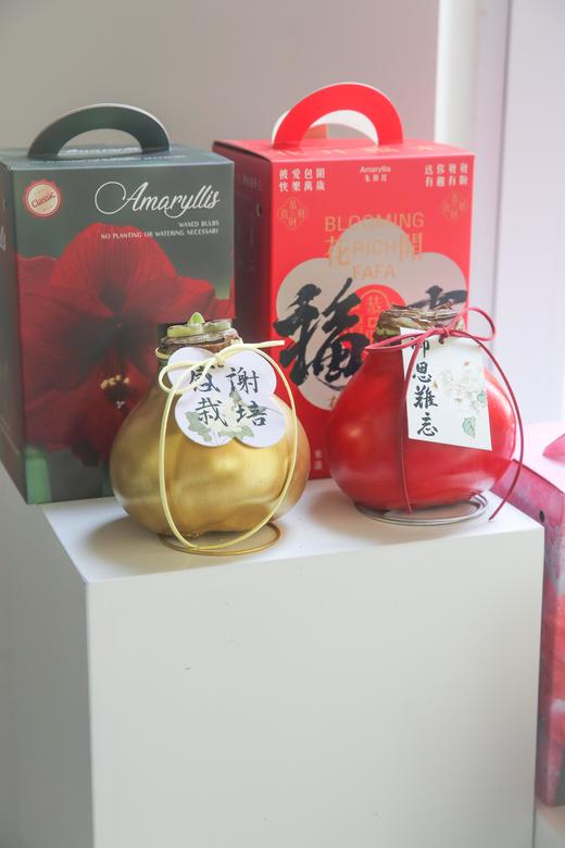 荷兰进口石蜡朱顶红 商品图4