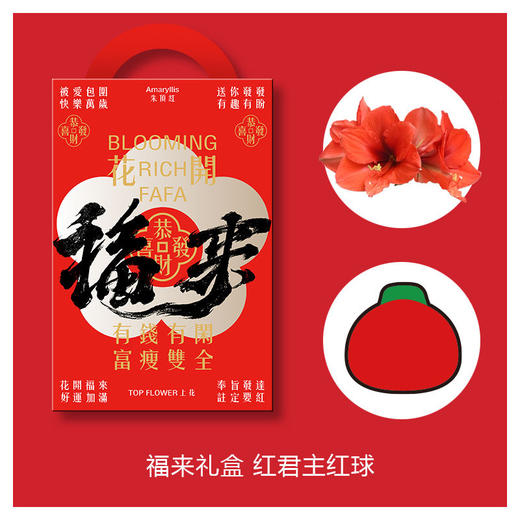 荷兰进口石蜡朱顶红 商品图13