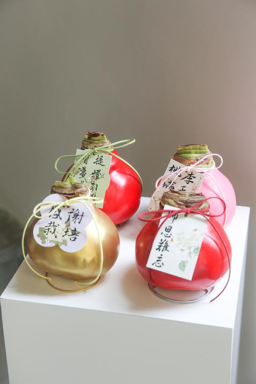 荷兰进口石蜡朱顶红 商品图5