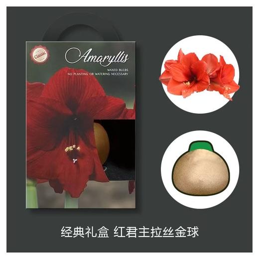 荷兰进口石蜡朱顶红 商品图10