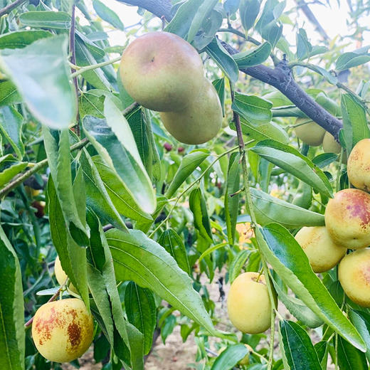  【陕西大荔冬枣】颗颗精选，个大饱满，脆甜多汁超爽口！ 商品图4