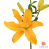 VDB百合-黄蝴蝶 5枝一扎 商品缩略图3
