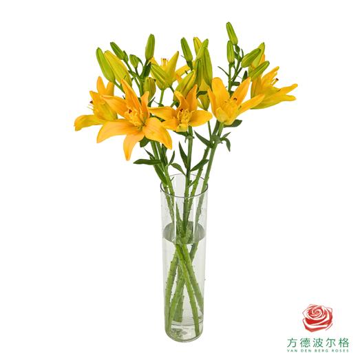 VDB百合-黄蝴蝶 5枝一扎 商品图1