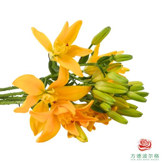VDB百合-黄蝴蝶 5枝一扎 商品图2