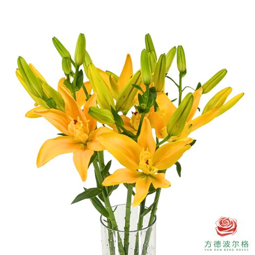 VDB百合-黄蝴蝶 5枝一扎 商品图0