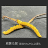 【冬虫夏草干货】顺丰到家 人工精挑细选 根根饱满 环纹清晰 干度适宜 虫体肥壮饱满 多种规格任选 商品缩略图1