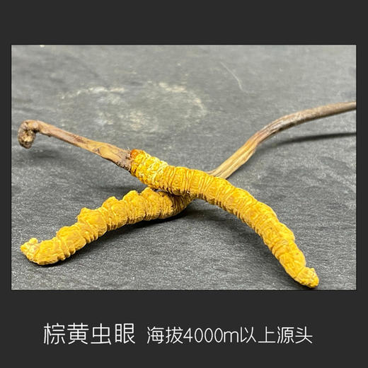 【冬虫夏草干货】顺丰到家 人工精挑细选 根根饱满 环纹清晰 干度适宜 虫体肥壮饱满 多种规格任选 商品图1