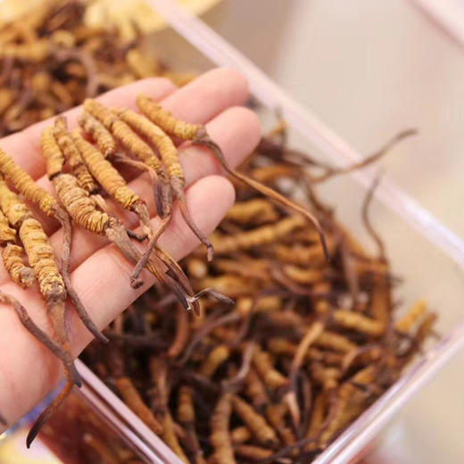 【冬虫夏草干货】顺丰到家 人工精挑细选 根根饱满 环纹清晰 干度适宜 虫体肥壮饱满 多种规格任选 商品图3