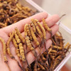 【冬虫夏草干货】顺丰到家 人工精挑细选 根根饱满 环纹清晰 干度适宜 虫体肥壮饱满 多种规格任选 商品缩略图2