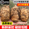 【云南昭通新鲜天麻】顺丰到家 个头短肥 肉质肥厚 口感回味甘甜 带泥发货 品质优良 新鲜现挖  4种规格任选 商品缩略图1