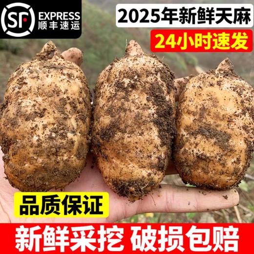 【云南昭通新鲜天麻】顺丰到家 个头短肥 肉质肥厚 口感回味甘甜 带泥发货 品质优良 新鲜现挖  4种规格任选 商品图1