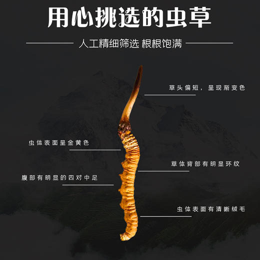 【冬虫夏草干货】顺丰到家 人工精挑细选 根根饱满 环纹清晰 干度适宜 虫体肥壮饱满 多种规格任选 商品图7
