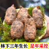 【云南昭通新鲜天麻】顺丰到家 个头短肥 肉质肥厚 口感回味甘甜 带泥发货 品质优良 新鲜现挖  4种规格任选 商品缩略图2