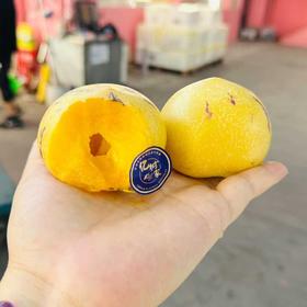 树上熟人参果500g+