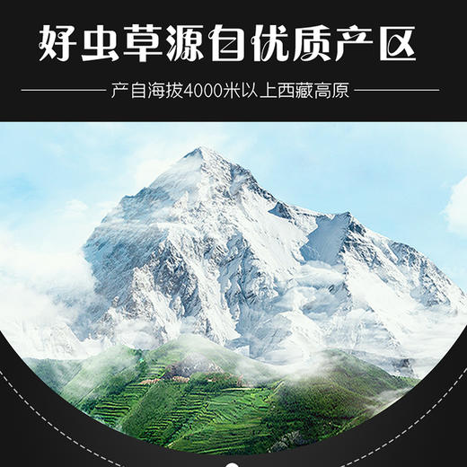 【冬虫夏草干货】顺丰到家 人工精挑细选 根根饱满 环纹清晰 干度适宜 虫体肥壮饱满 多种规格任选 商品图8