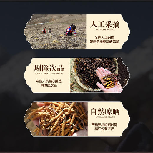 【冬虫夏草干货】顺丰到家 人工精挑细选 根根饱满 环纹清晰 干度适宜 虫体肥壮饱满 多种规格任选 商品图11