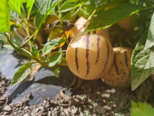 石林火山岩树上熟人参果礼盒大果4斤 商品图1