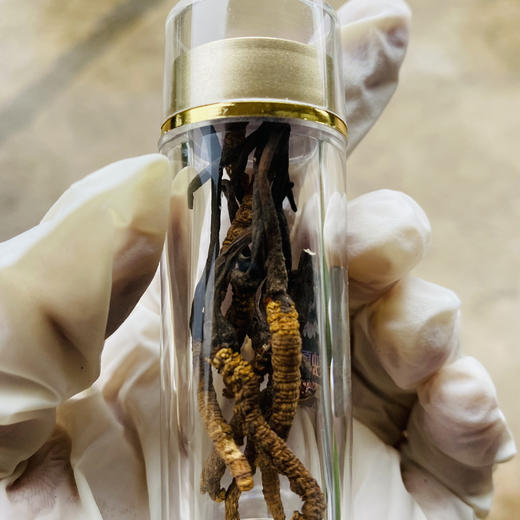 【冬虫夏草干货】顺丰到家 人工精挑细选 根根饱满 环纹清晰 干度适宜 虫体肥壮饱满 多种规格任选 商品图6