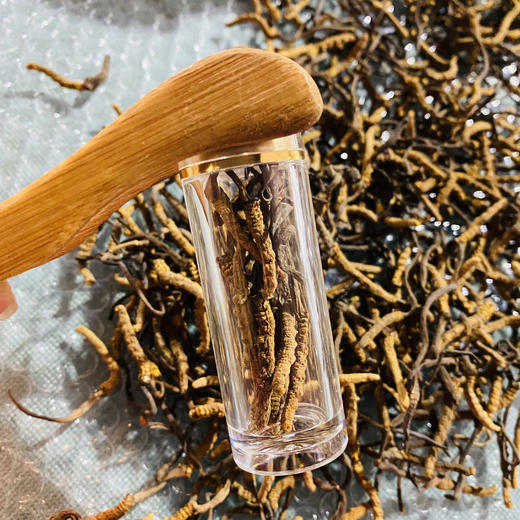 【冬虫夏草干货】顺丰到家 人工精挑细选 根根饱满 环纹清晰 干度适宜 虫体肥壮饱满 多种规格任选 商品图10