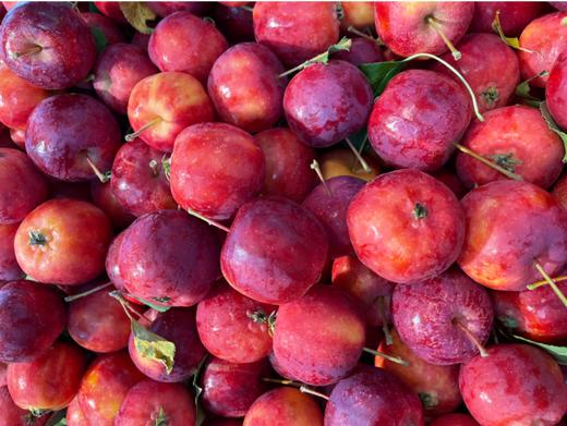 海棠果2斤 商品图0