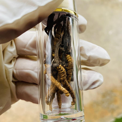 【冬虫夏草干货】顺丰到家 人工精挑细选 根根饱满 环纹清晰 干度适宜 虫体肥壮饱满 多种规格任选 商品图9