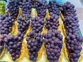 大众腾引葡萄2斤