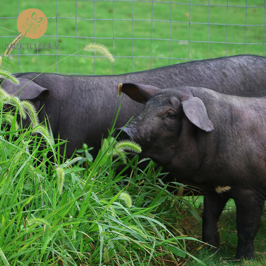 屯年货：归来兮农场生态喂养黑猪   （多种规格部位可选） 2月6号现宰杀冷冻发货江浙沪皖配送 商品图1