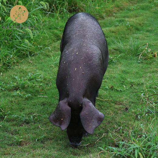 屯年货：归来兮农场生态喂养黑猪   （多种规格部位可选） 2月6号现宰杀冷冻发货江浙沪皖配送 商品图3