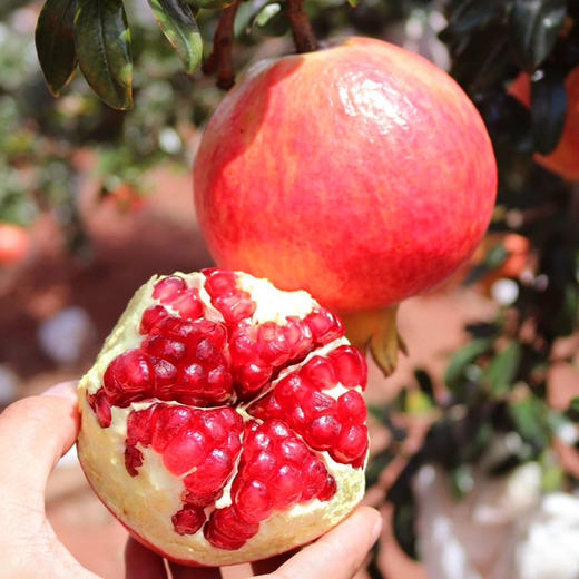 【快递】新悦悠四川会理红石榴 礼盒装果王约4.2斤 产地直发 商品图5