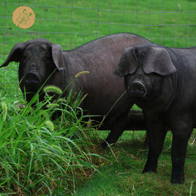 屯年货：归来兮农场生态喂养黑猪   （多种规格部位可选） 2月6号现宰杀冷冻发货江浙沪皖配送