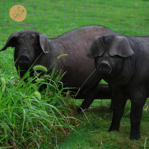 屯年货：归来兮农场生态喂养黑猪   （多种规格部位可选） 2月6号现宰杀冷冻发货江浙沪皖配送 商品图0