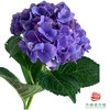 市场绣球-阿尔卑斯紫 商品缩略图1