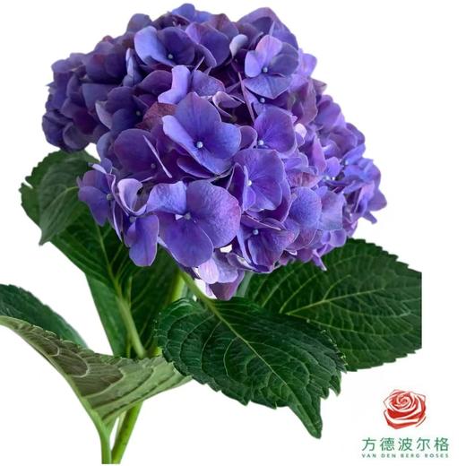 市场绣球-阿尔卑斯紫 商品图1