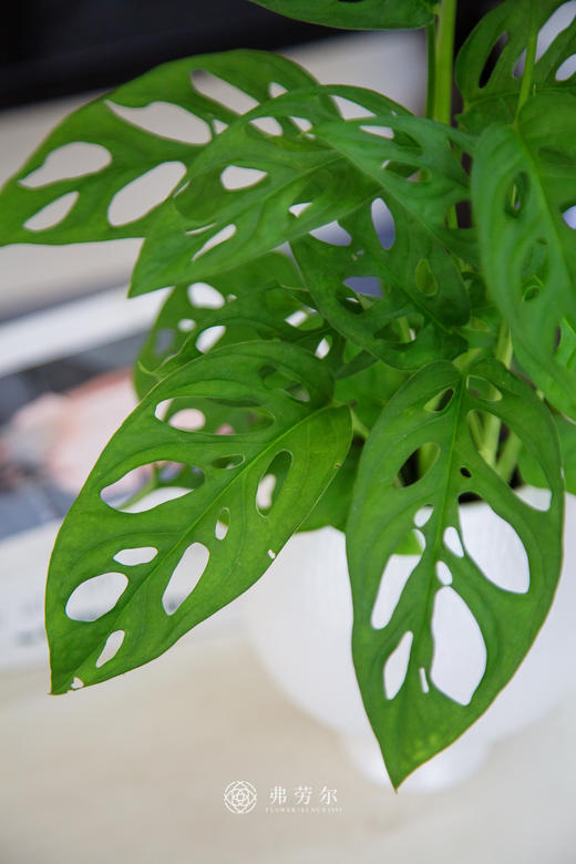 洞洞龟背竹 商品图2