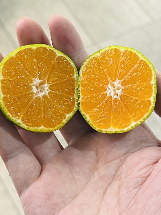 诸橘（5斤装） 商品图1