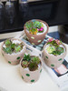 圆点盆多肉盆栽 商品缩略图0