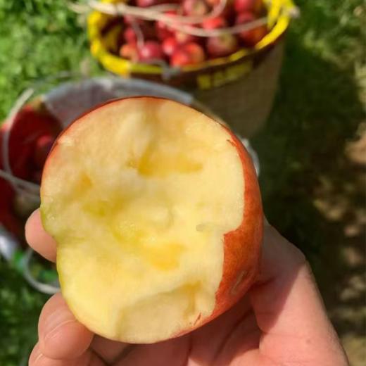  【四川巴克艾苹果礼盒】高原直采，果面全红，酸甜黄金比超惊艳！ 商品图4