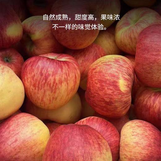 【四川巴克艾苹果礼盒】高原直采，果面全红，酸甜黄金比超惊艳！ 商品图1