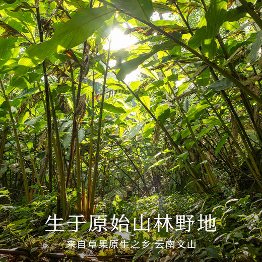 南食召 本香草果 当季新果 优中选优 无硫熏云南香料炖肉煲汤35g 商品图3