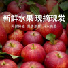  【四川巴克艾苹果礼盒】高原直采，果面全红，酸甜黄金比超惊艳！ 商品缩略图0