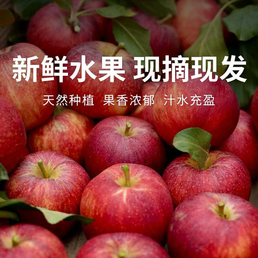  【四川巴克艾苹果礼盒】高原直采，果面全红，酸甜黄金比超惊艳！ 商品图0