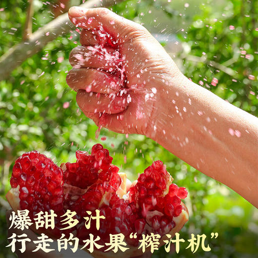 荆裕优选中秋送礼佳品四川会理软籽石榴礼盒8个装（约7.5-8.5斤左右) 商品图5