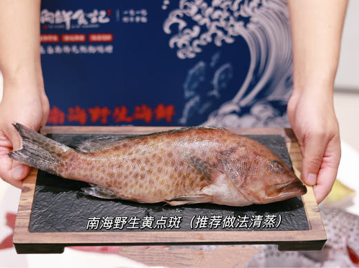 南海野生海鱼 商品图0