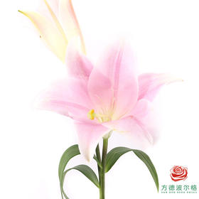 VDB百合-粉铁炮 5枝一扎