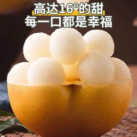 山西头茬秋月梨5斤大果/果王