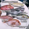 南海野生海鱼 商品缩略图2