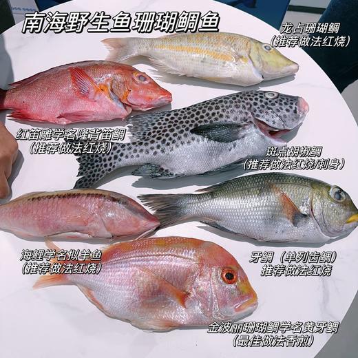 南海野生海鱼 商品图2